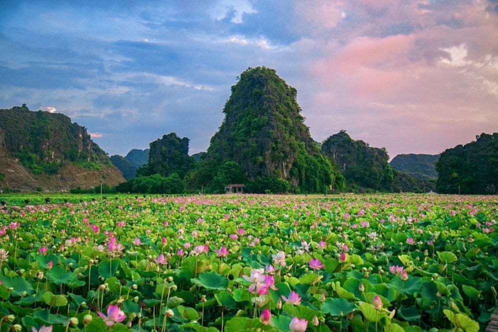 The lotus pond offers a tranquil and picturesque escape